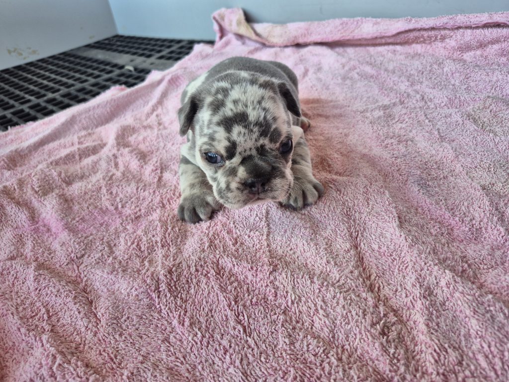 George | Blue Merle French Bulldog Male | Available Sep 2025