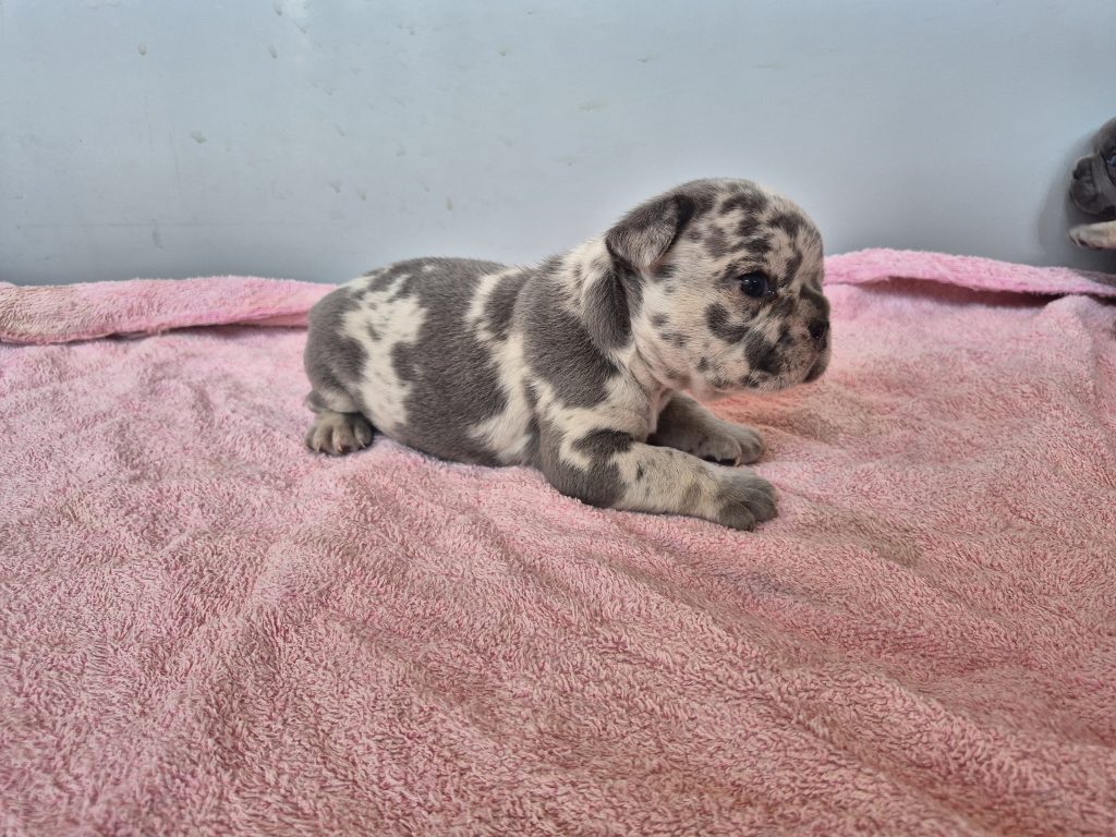 George | Blue Merle French Bulldog Male | Available Sep 2025