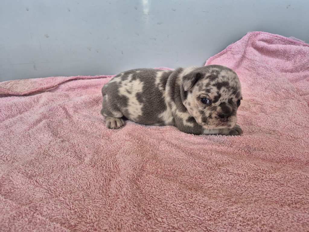 George | Blue Merle French Bulldog Male | Available Sep 2025