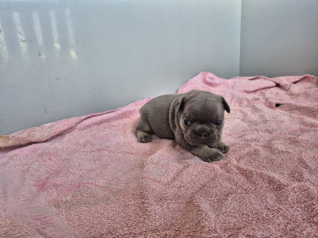Garwin | Blue & Tan French Bulldog Male | Available Sep 2025