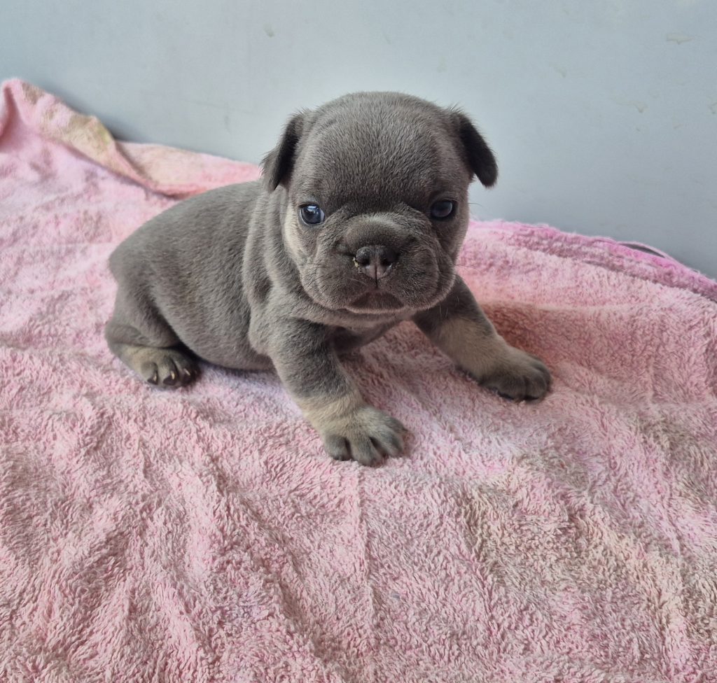 Garwin | Blue & Tan French Bulldog Male | Available Sep 2025