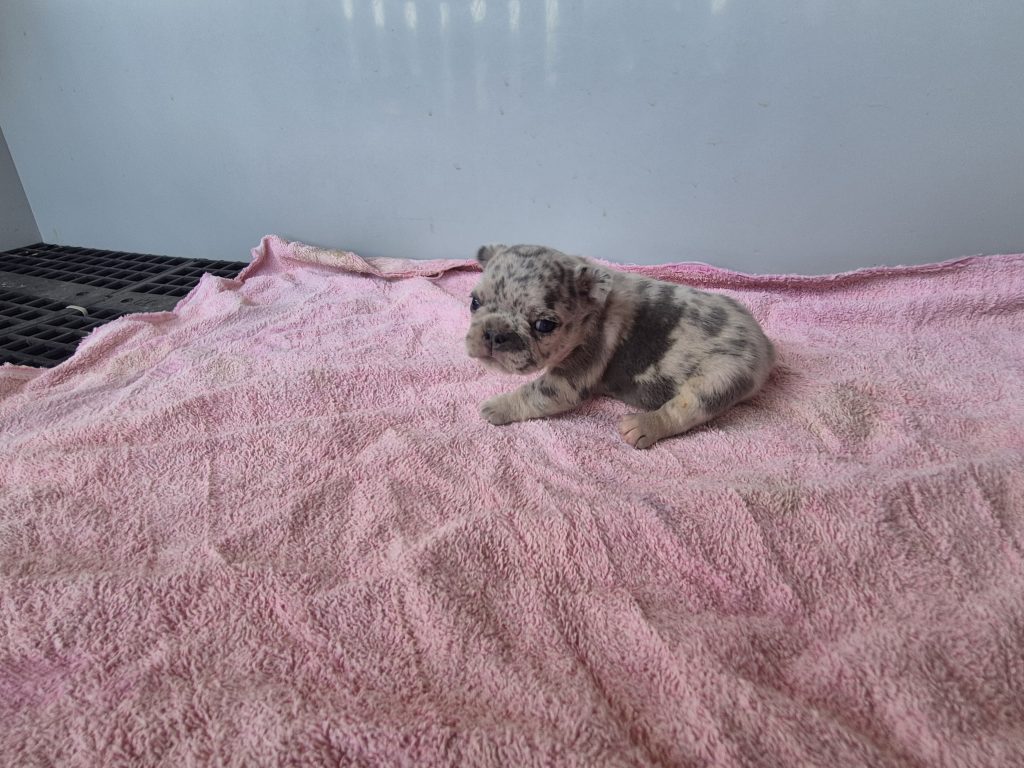 Georgia | Blue Merle French Bulldog Female | Available Sep 2025