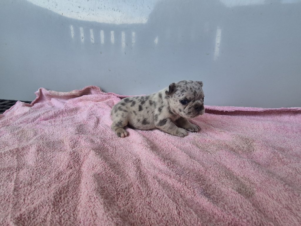 Georgia | Blue Merle French Bulldog Female | Available Sep 2025