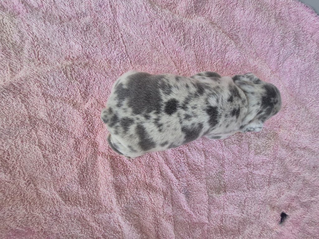 Ginny | Blue Merle French Bulldog Female | Available Sep 2025