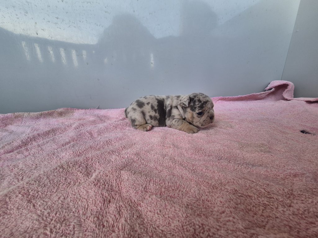 Ginny | Blue Merle French Bulldog Female | Available Sep 2025