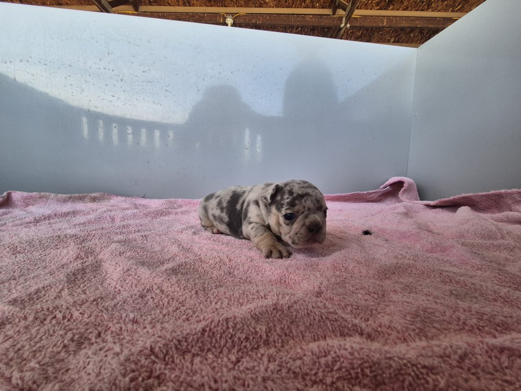 Ginny | Blue Merle French Bulldog Female | Available Sep 2025