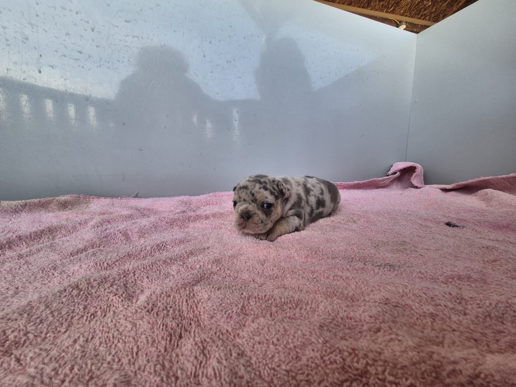 Ginny | Blue Merle French Bulldog Female | Available Sep 2025