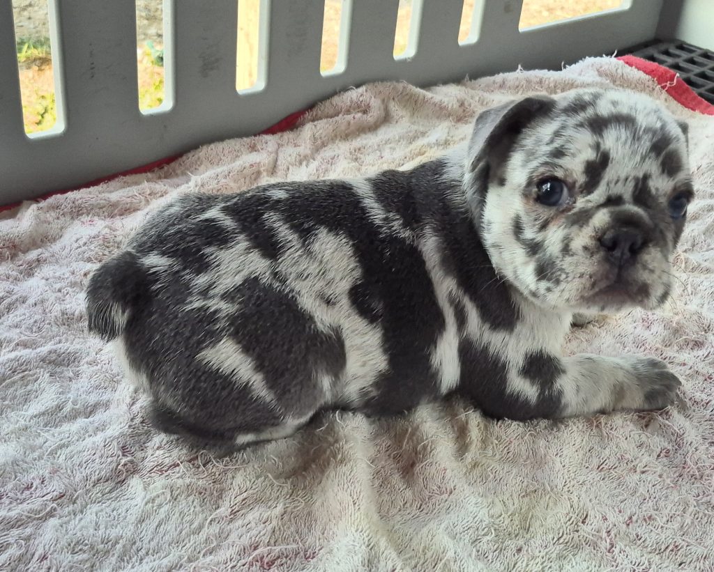 George | Blue Merle French Bulldog Male | Available Sep 2025