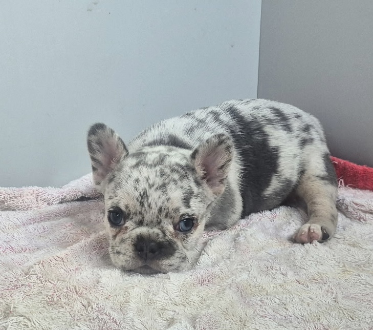 Georgia | Blue Merle French Bulldog Female | Available Sep 2025