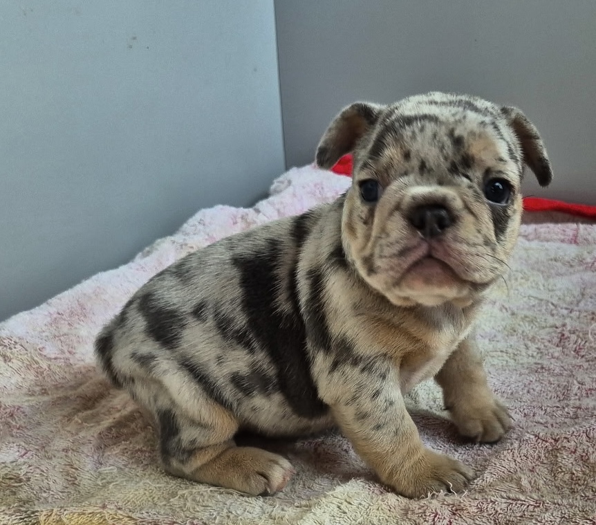 Ginny | Blue Merle French Bulldog Female | Available Sep 2025