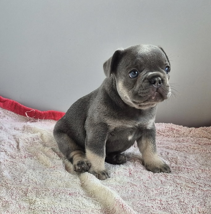 Graham | Blue & Tan French Bulldog Male | Available Sep 2025