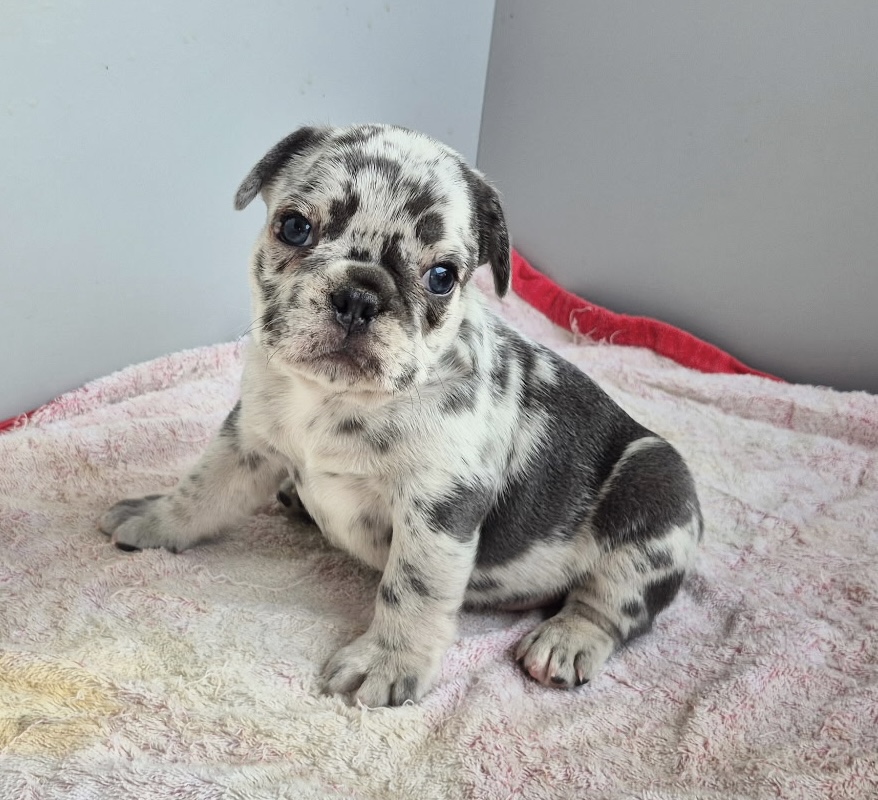 George | Blue Merle French Bulldog Male | Available Sep 2025