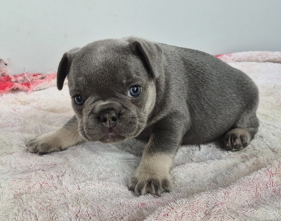 Graham | Blue & Tan French Bulldog Male | Available Sep 2025