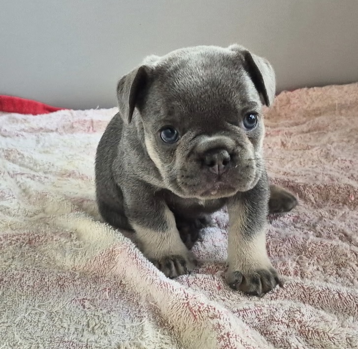 Graham | Blue & Tan French Bulldog Male | Available Sep 2025