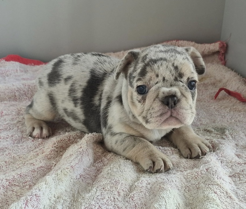 Ginny | Blue Merle French Bulldog Female | Available Sep 2025