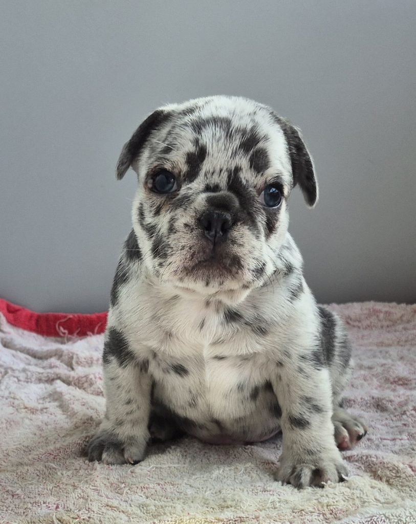 George | Blue Merle French Bulldog Male | Available Sep 2025