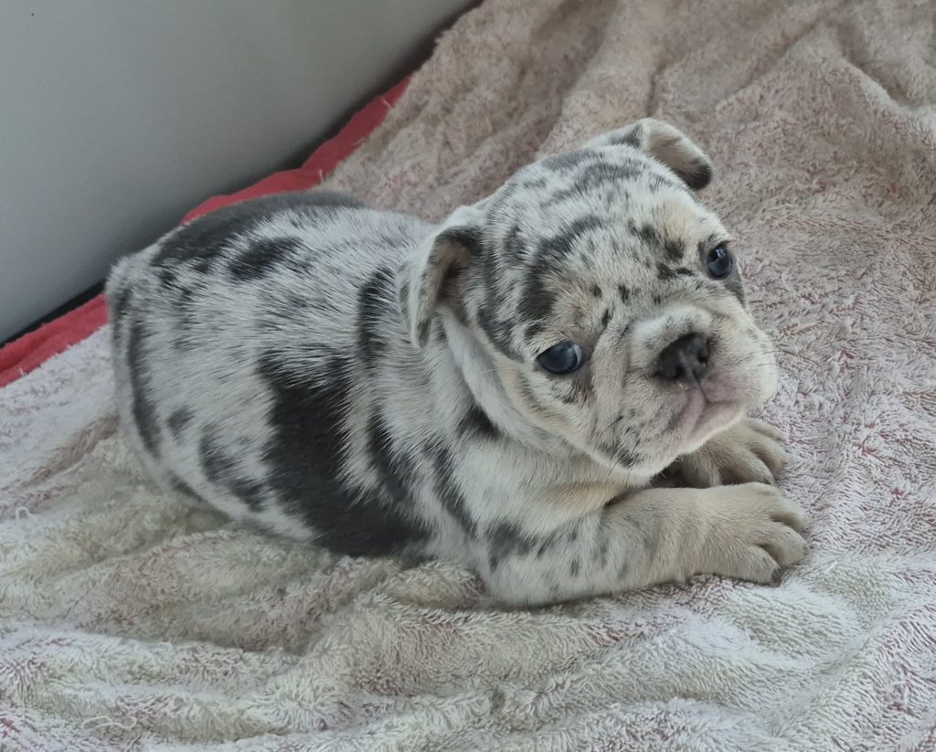 Ginny | Blue Merle French Bulldog Female | Available Sep 2025