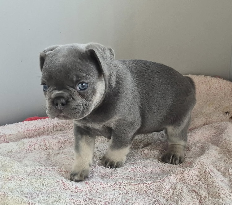 Graham | Blue & Tan French Bulldog Male | Available Sep 2025