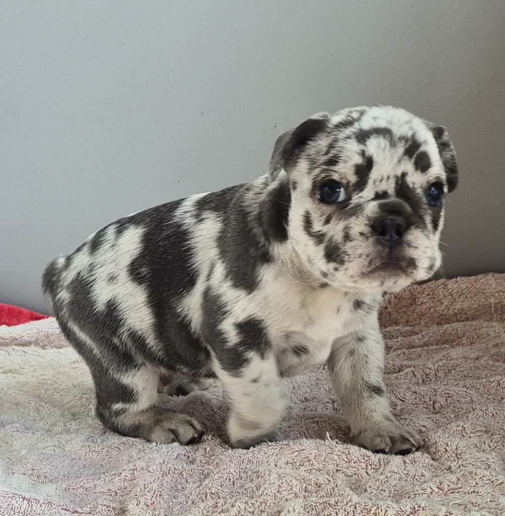 George | Blue Merle French Bulldog Male | Available Sep 2025