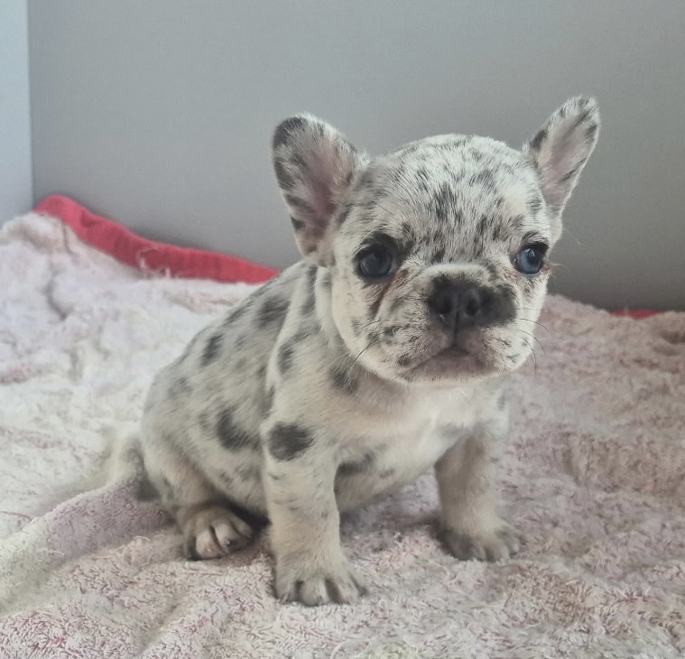 Georgia | Blue Merle French Bulldog Female | Available Sep 2025