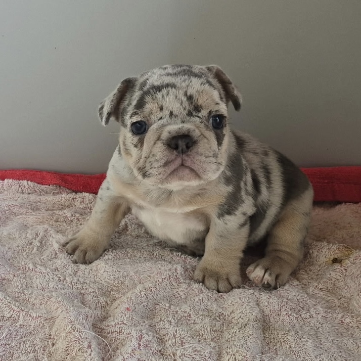 Ginny | Blue Merle French Bulldog Female | Available Sep 2025