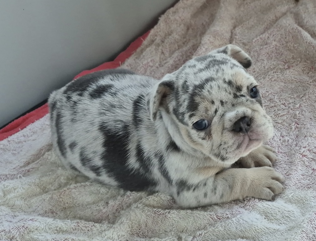 Ginny | Blue Merle French Bulldog Female | Available Sep 2025