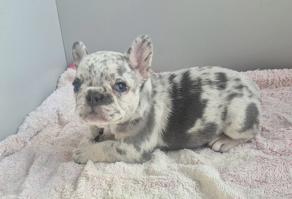 Georgia | Blue Merle French Bulldog Female | Available Sep 2025
