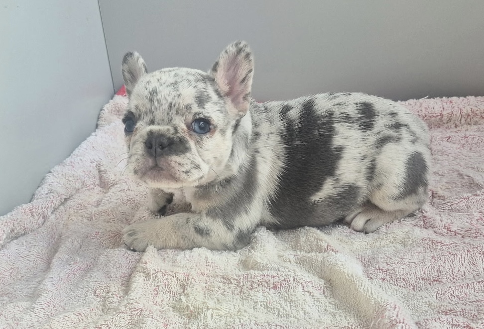 Georgia | Blue Merle French Bulldog Female | Available Sep 2025