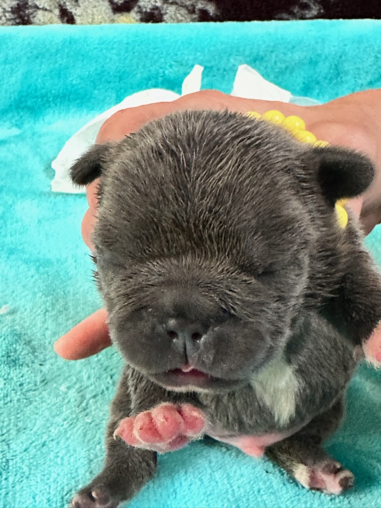 Ian | Blue French Bulldog Male | Available Oct 2025