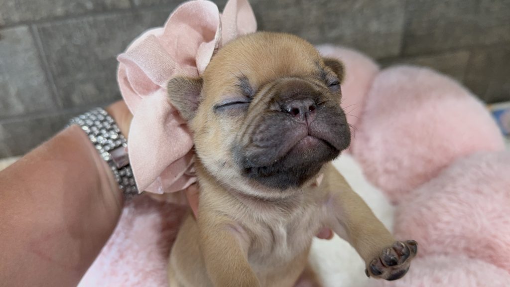 Hope | Chocolate Fawn Bulldog Female | Available Oct 2025