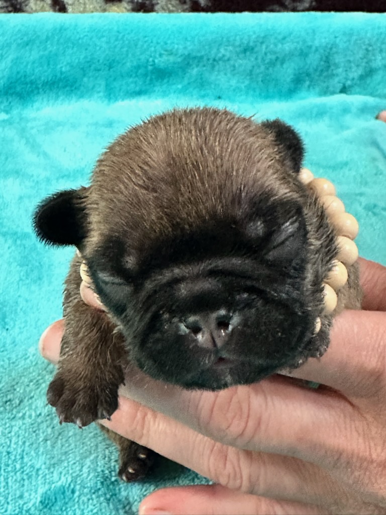 Isaac | Fawn Pied French Bulldog Male | Available Oct 2025