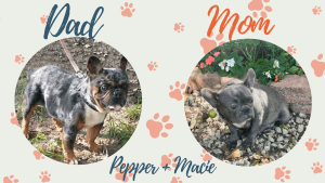 Pepper & Macie - Frenchies parents