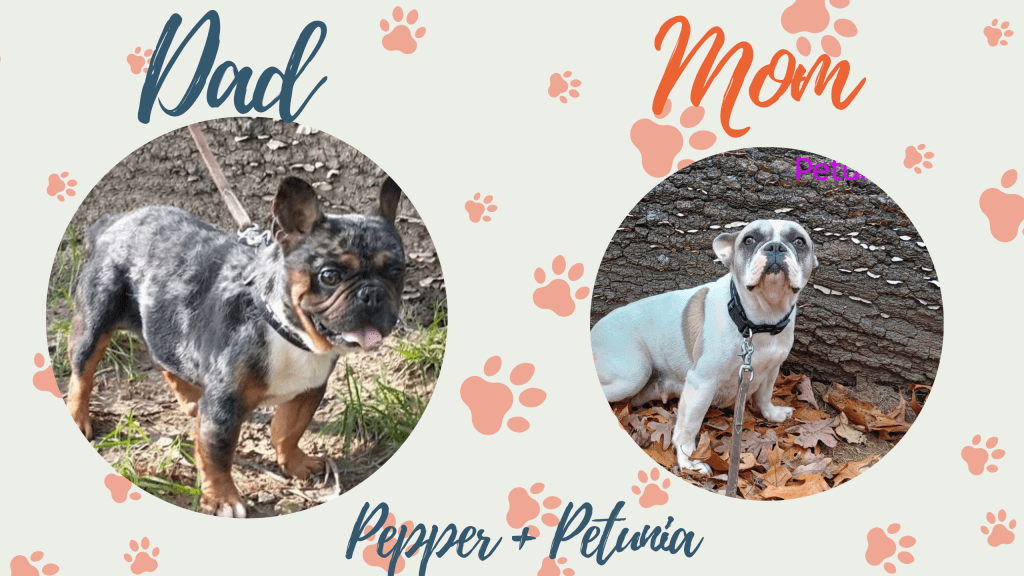 Pepper & Petunia - Frenchie's parents