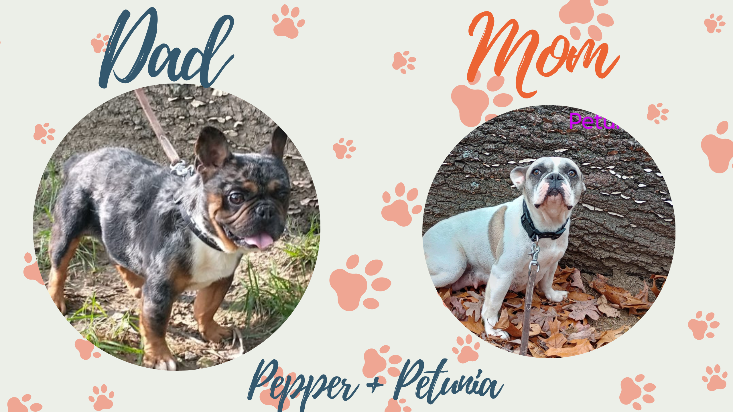 Pepper & Petunia - Frenchie's parents