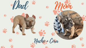 Nacho & Cora Frenchies parents
