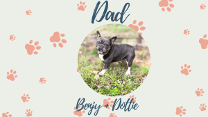 Dottie & Benjy - Frenchies parents