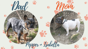 Isabella & Pepper - Frenchie's parents