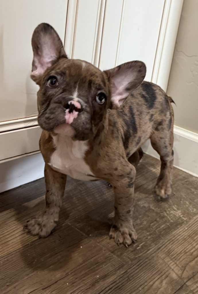 Teddy | Fawn Merle & White French Bulldog Male | Available Now The Handsome One