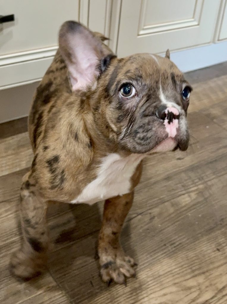 Teddy | Fawn Merle & White French Bulldog Male