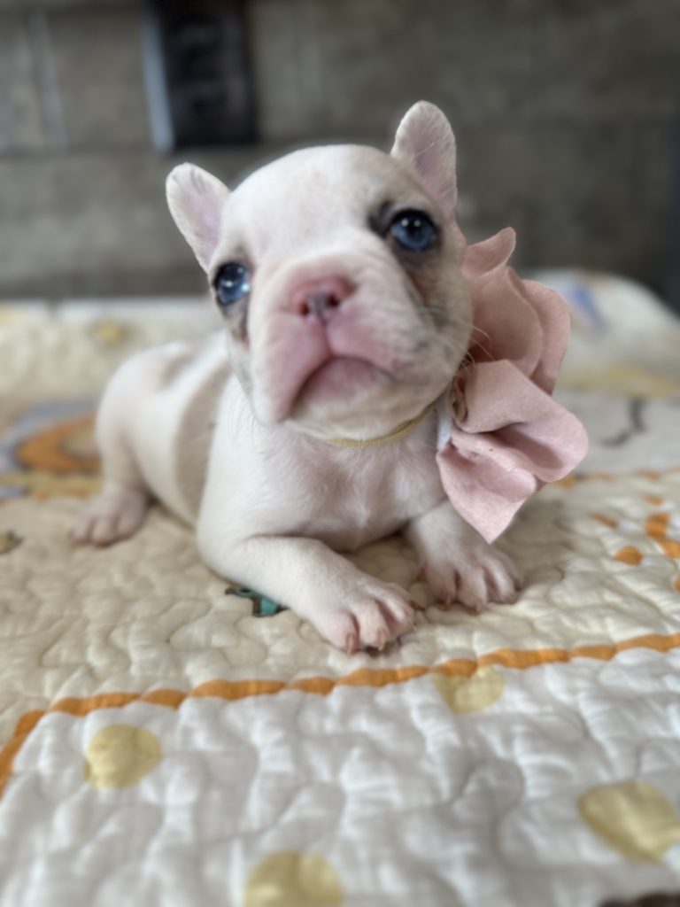 Emmy | Lilac Fawn Merle Pied French Bulldog Female | Available Sep 2025