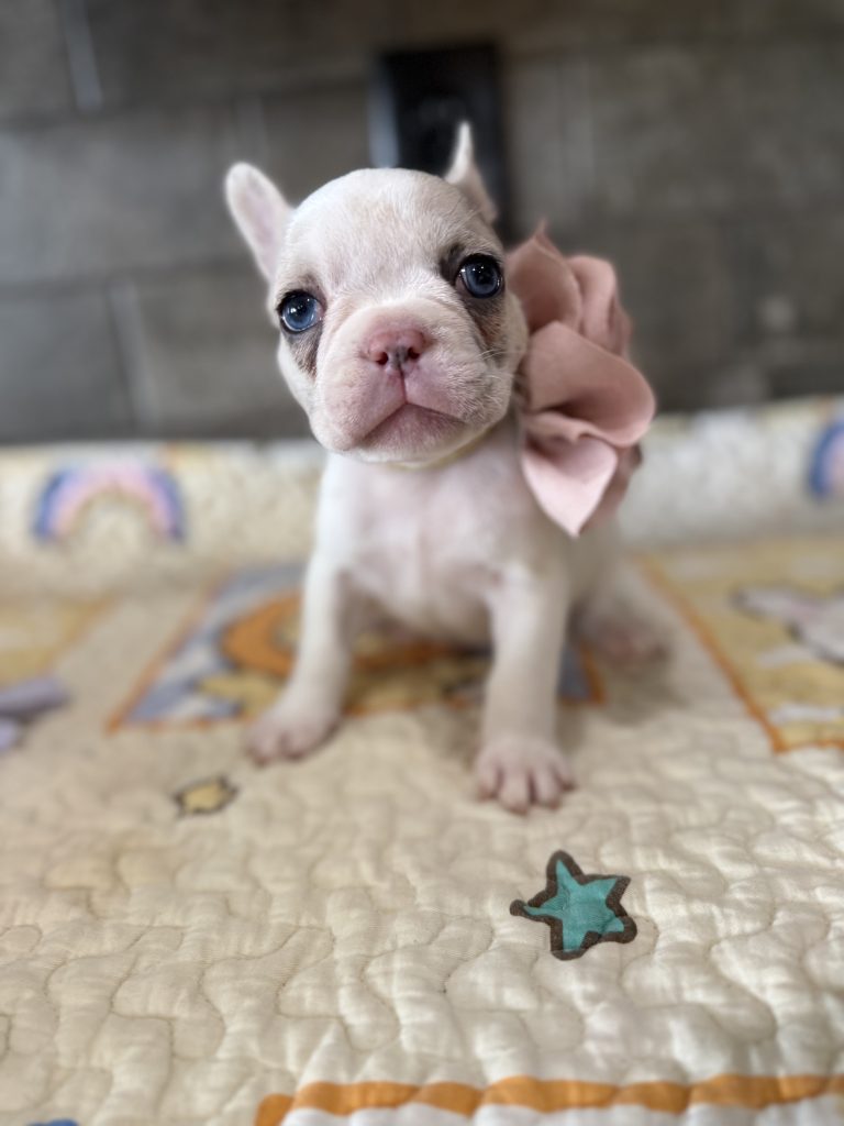 Emmy | Lilac Fawn Merle Pied French Bulldog Female | Available Sep 2025