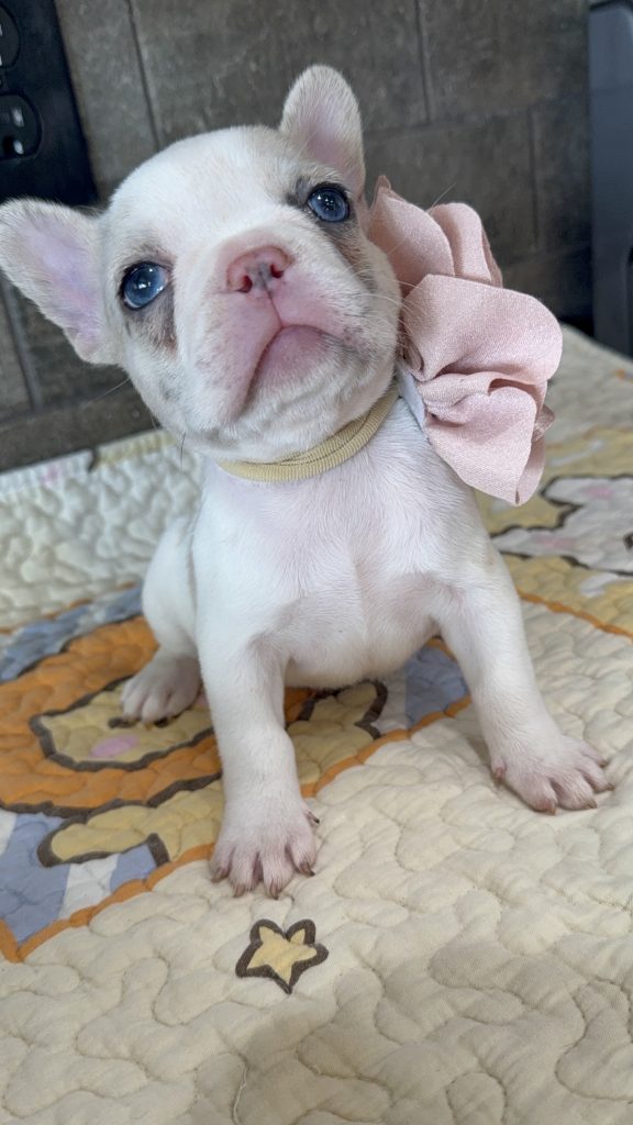 Emmy | Lilac Fawn Merle Pied French Bulldog Female | Available Sep 2025