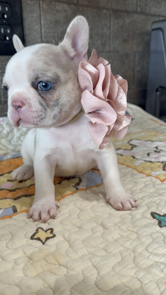 Emmy | Lilac Fawn Merle Pied French Bulldog Female | Available Sep 2025