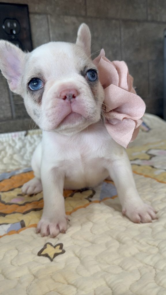 Emmy | Lilac Fawn Merle Pied French Bulldog Female | Available Sep 2025