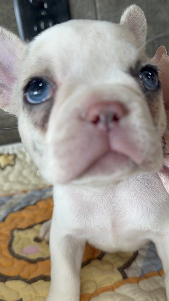 Emmy | Lilac Fawn Merle Pied French Bulldog Female | Available Sep 2025