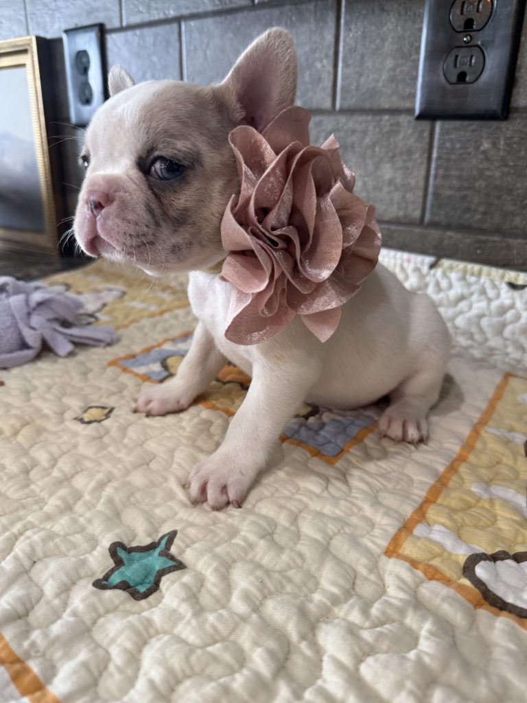 Emmy | Lilac Fawn Merle Pied French Bulldog Female | Available Sep 2025