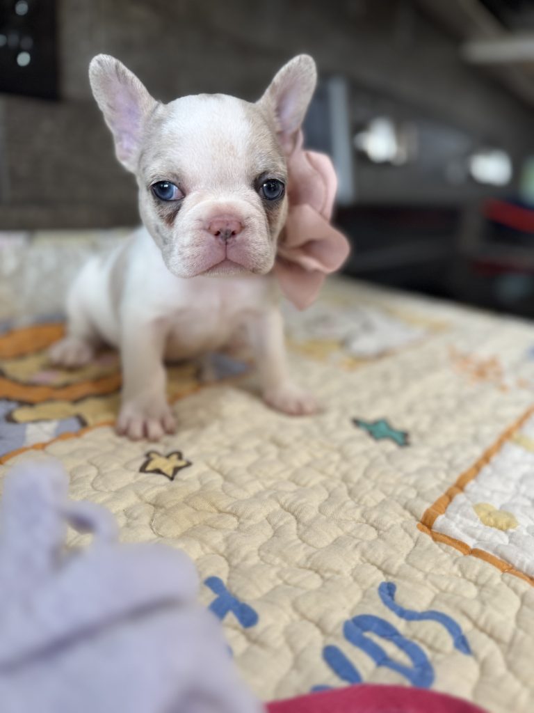 Emmy | Lilac Fawn Merle Pied French Bulldog Female | Available Sep 2025