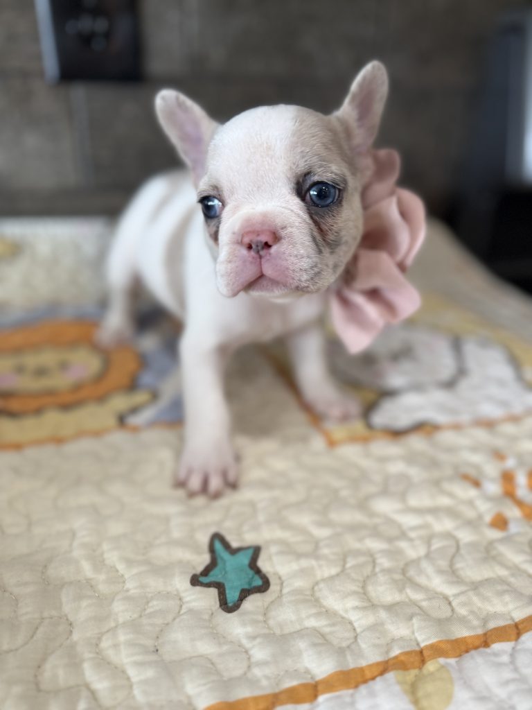 Emmy | Lilac Fawn Merle Pied French Bulldog Female | Available Sep 2025