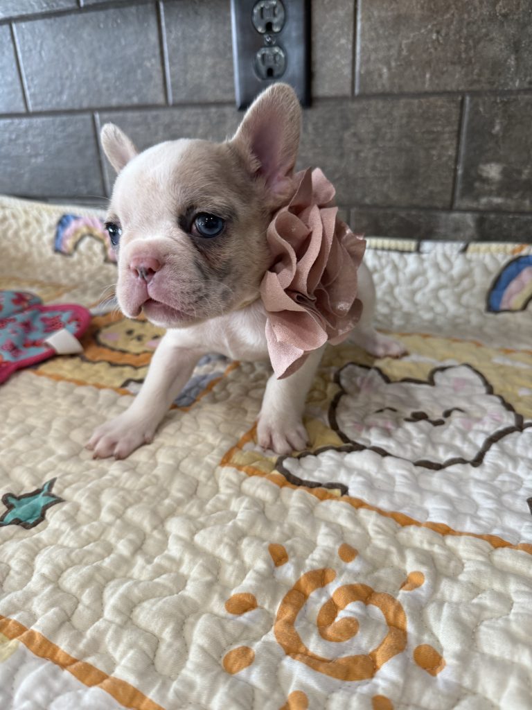 Emmy | Lilac Fawn Merle Pied French Bulldog Female | Available Sep 2025