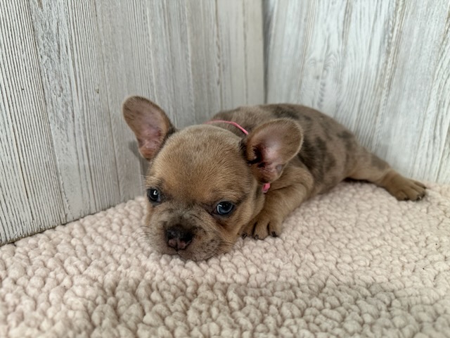 Daisy | Blue Fawn Merle French Bulldog Female | Available Sep 2025